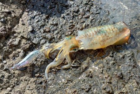 平日でも人は多めの越前海岸